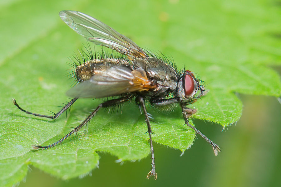 Fliege