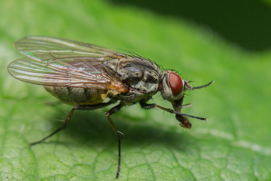 Fliege