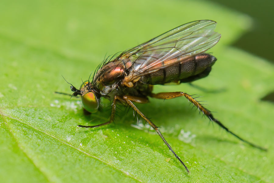 Fliege