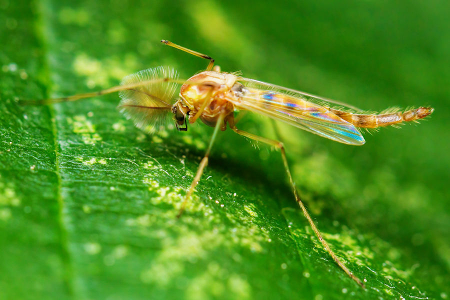 Fliege