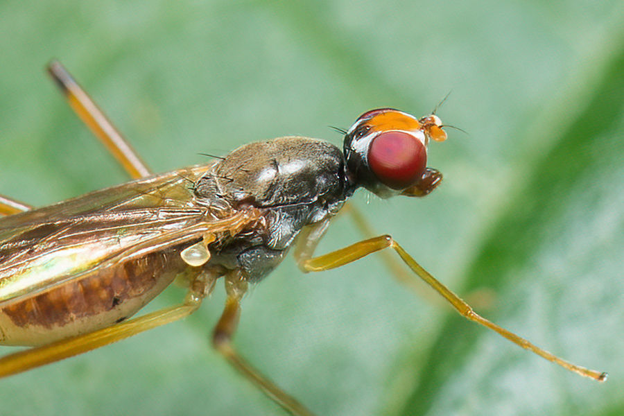 Fliege