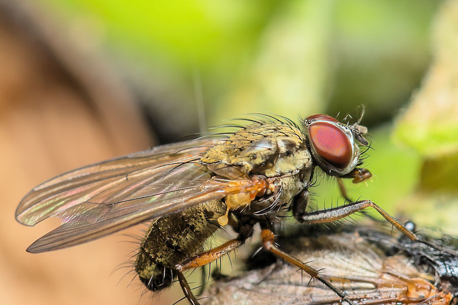 Fliege