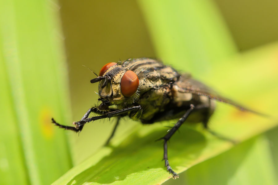 Fliege