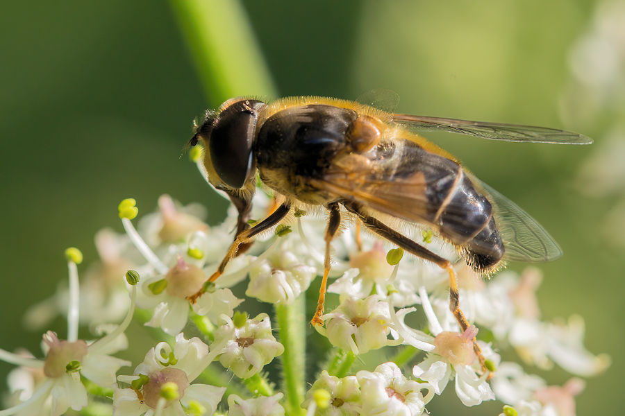 Fliege