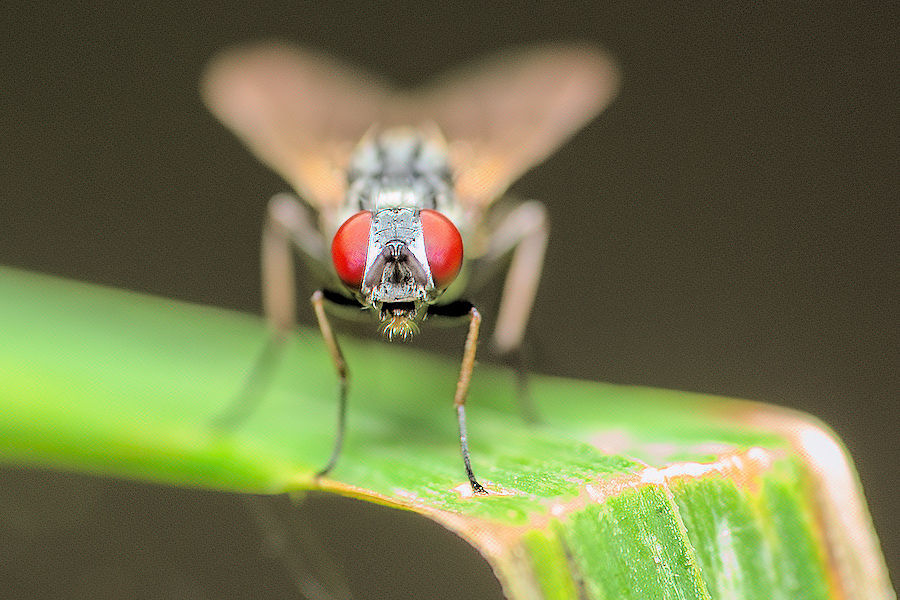 Fliege