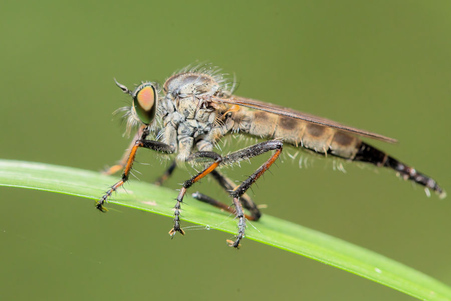 Fliege