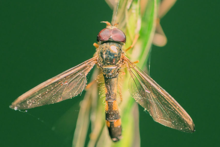 Fliege