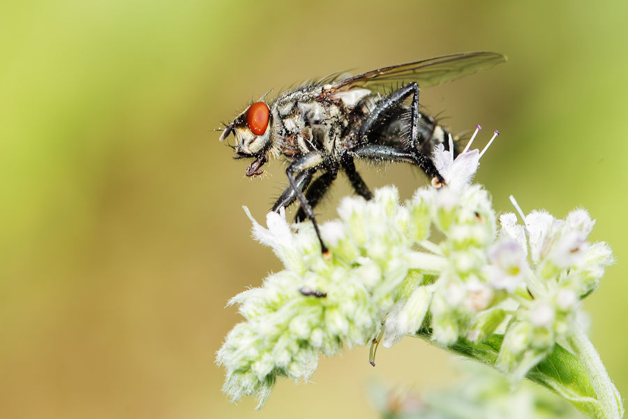 Fliege