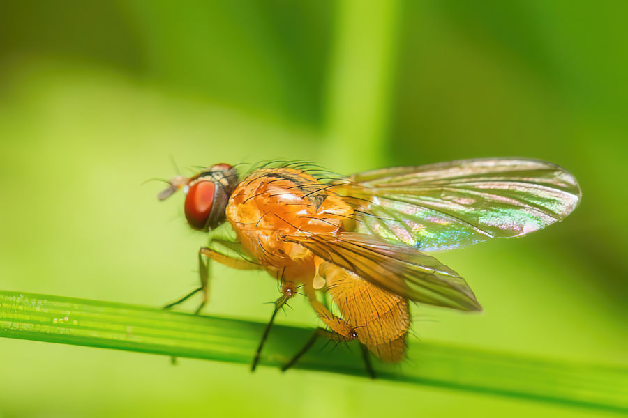 Fliege