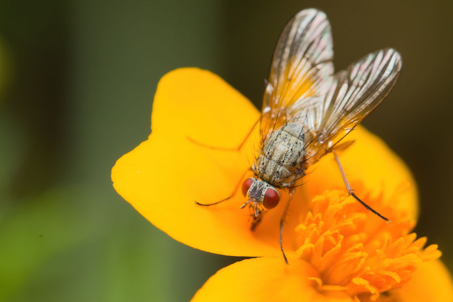 Fliege