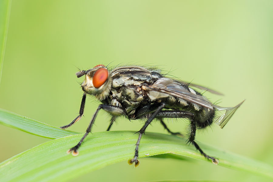 Fliege mit kaputem Flügel