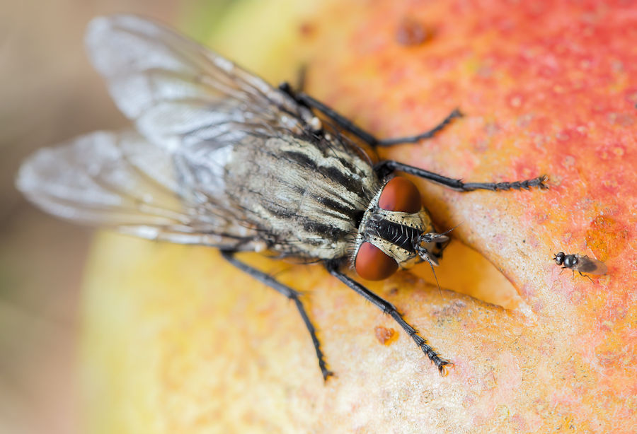 Fliege und sehr kleine Fliege auf einer Birne