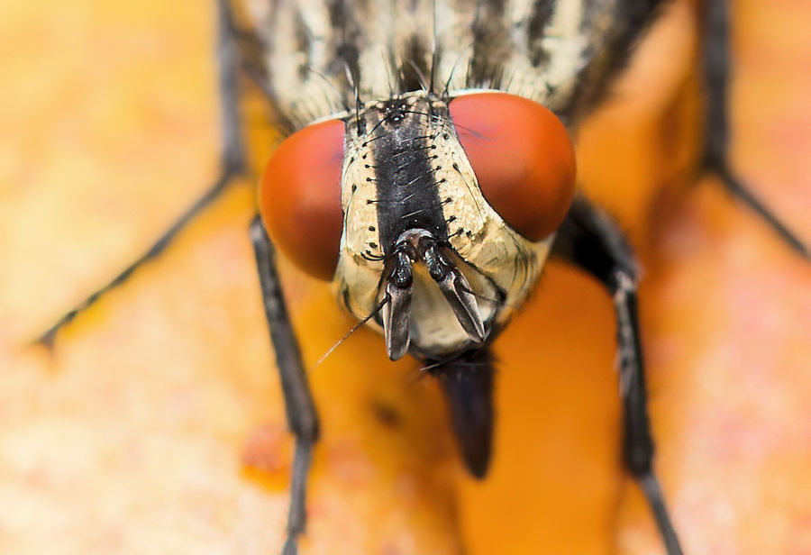 Fliegenkopf