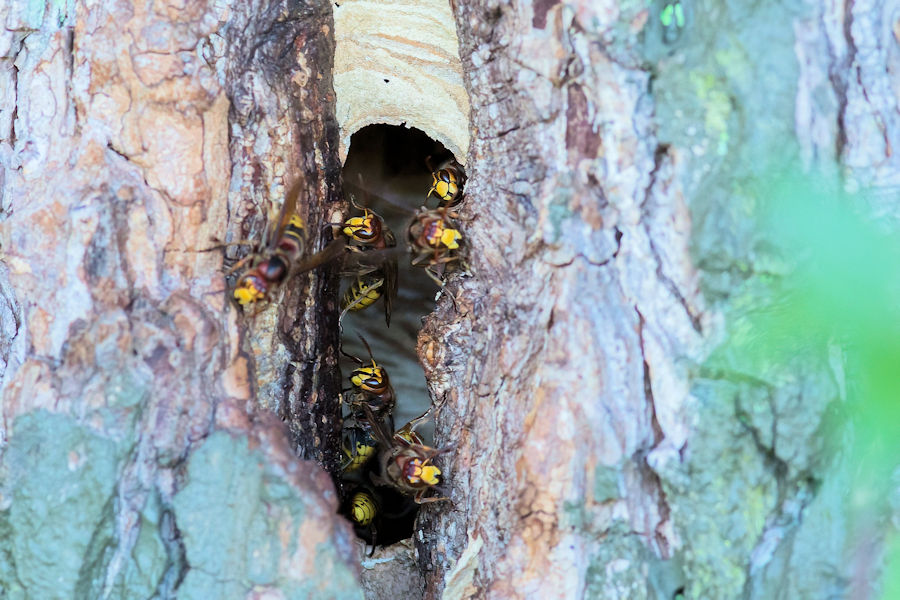Hornissen bei ihrem Nest