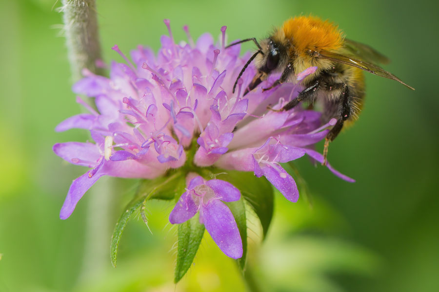 Hummel