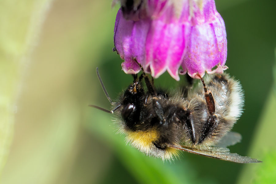 Hummel an einer Blüte