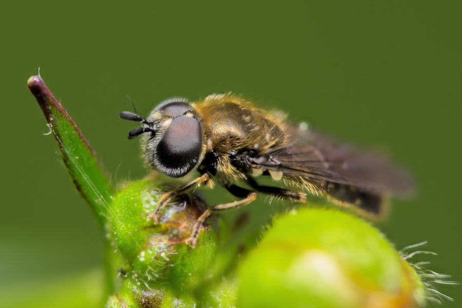 Kleine Fliege