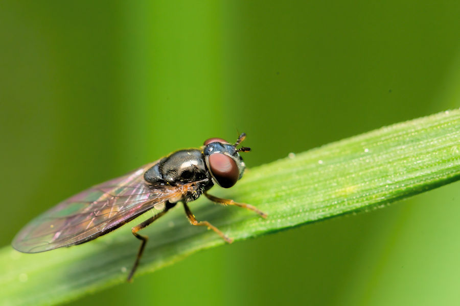 Kleine Fliege