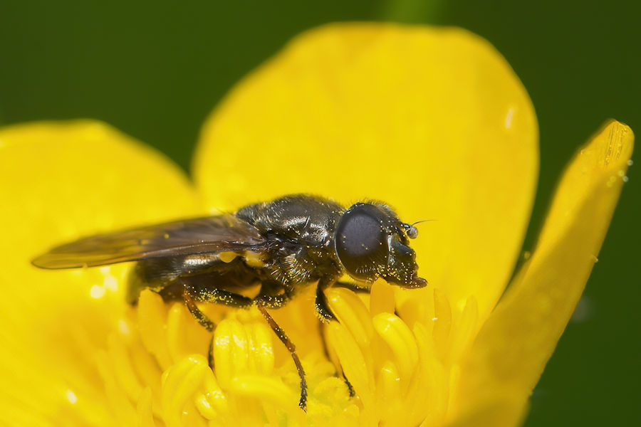 Kleine Fliege