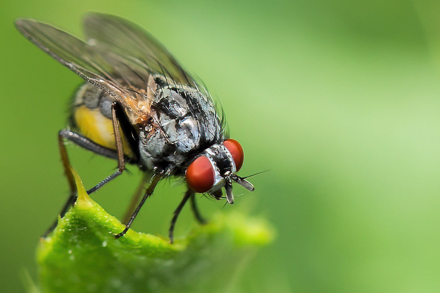 Kleine Fliege