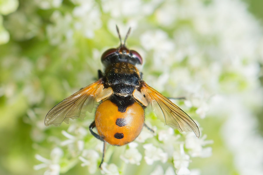 Kugelfliege