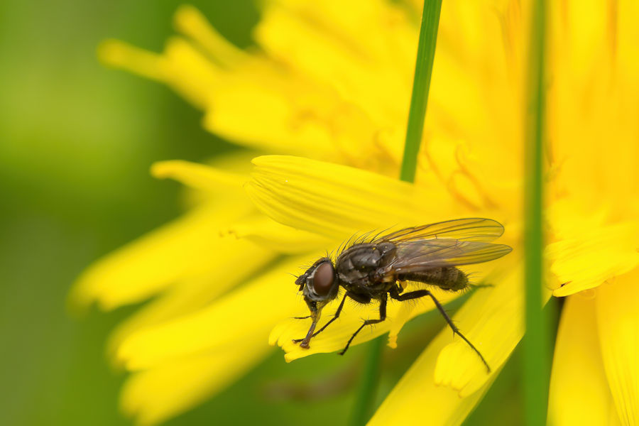 Löwenzahnblüte mit einer Fliege