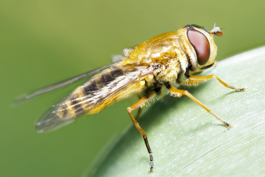 Schwebefliege