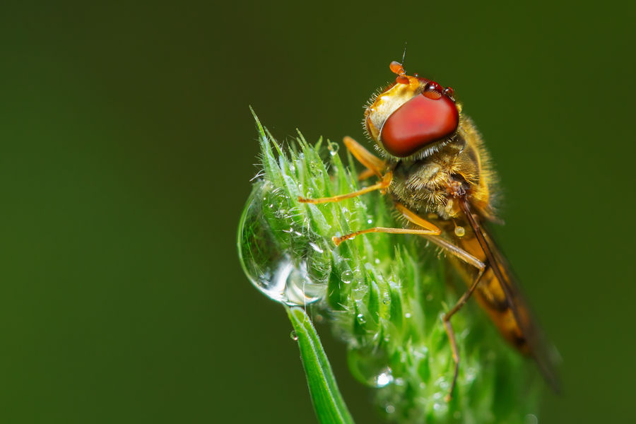 Schwebefliege