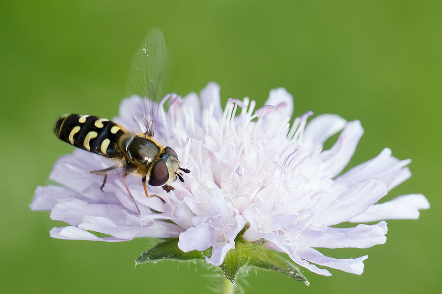 Schwebefliege