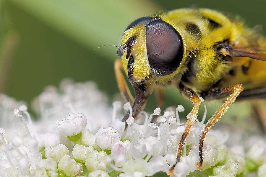 Schwebefliege