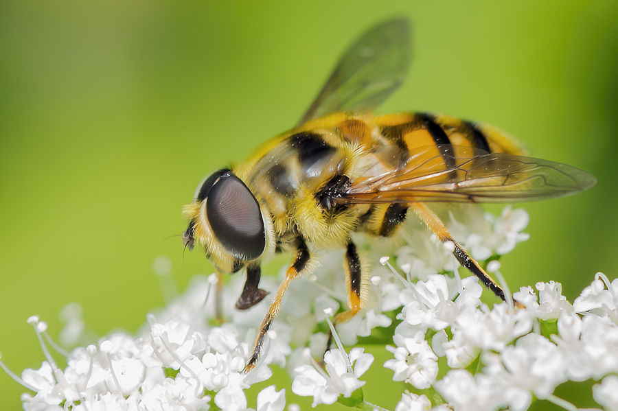 Schwebefliege auf einer Wiesen Bärenklau