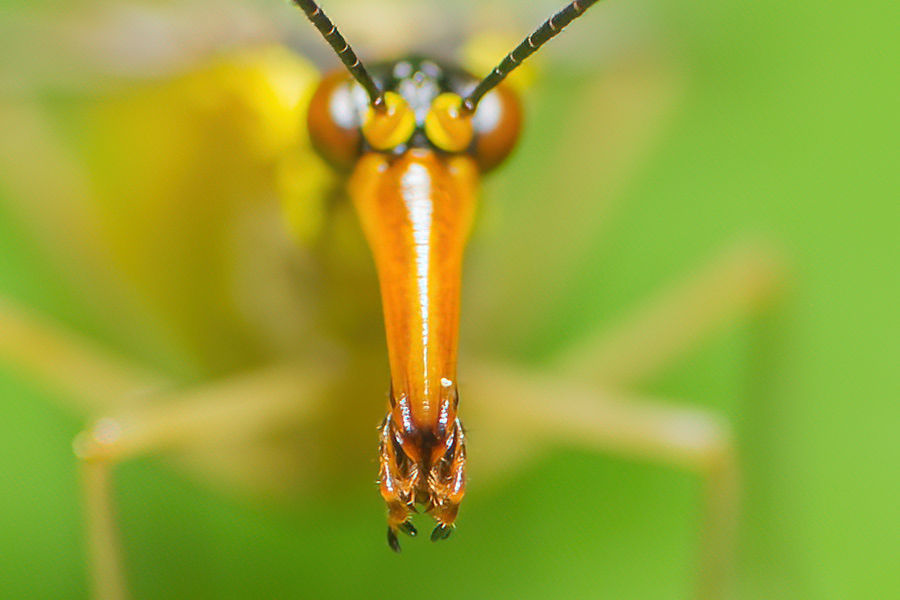 Skorpionsfliege