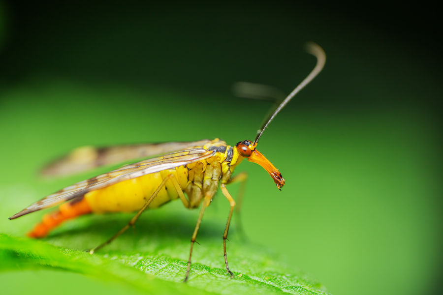 Skorpionsfliege