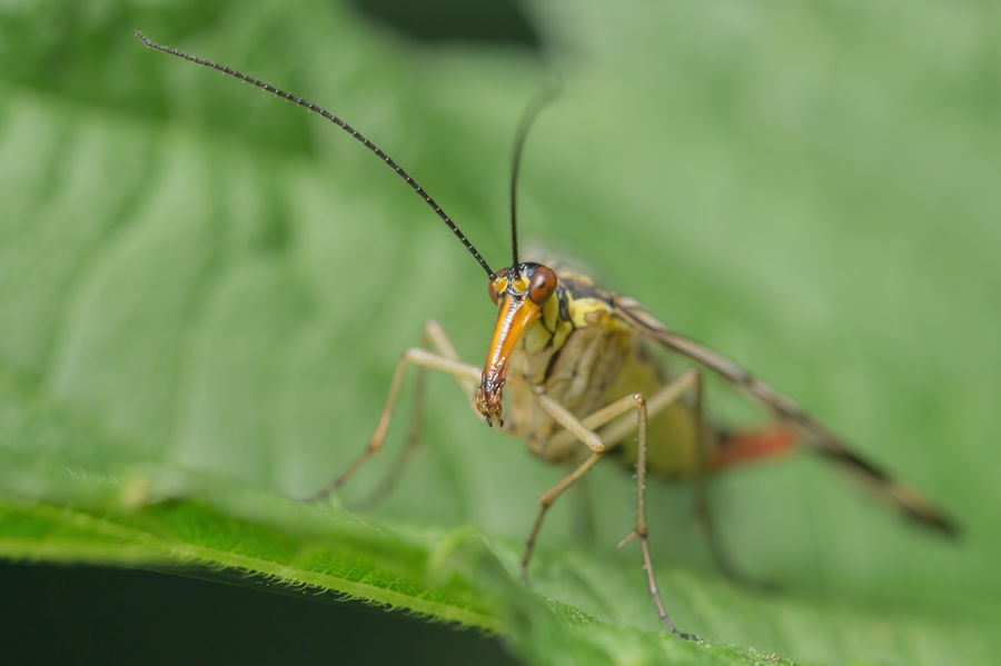 Skorpionsfliege