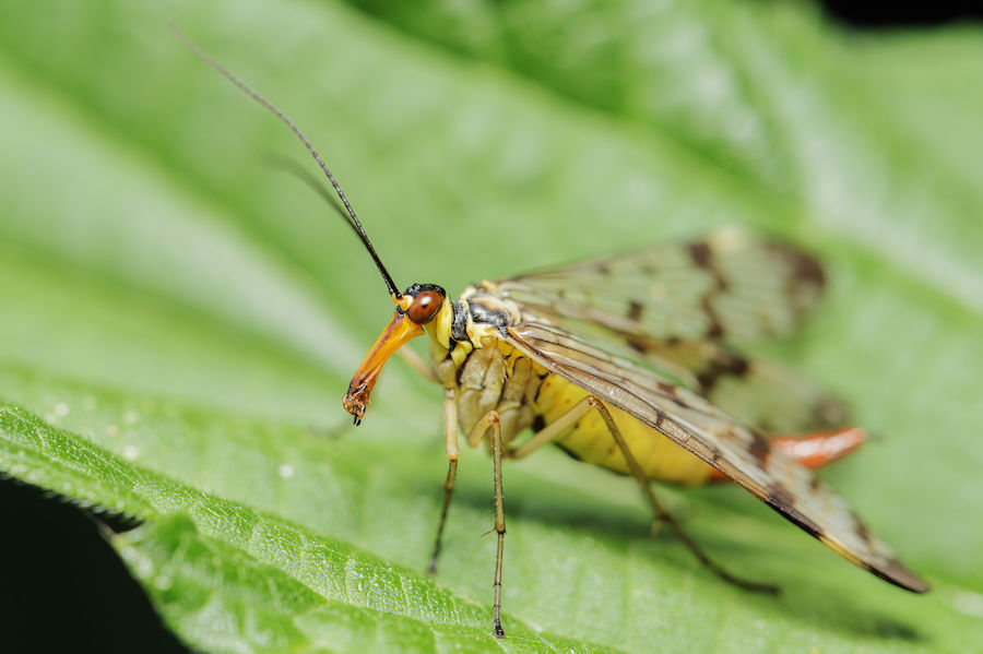 Skorpionsfliege