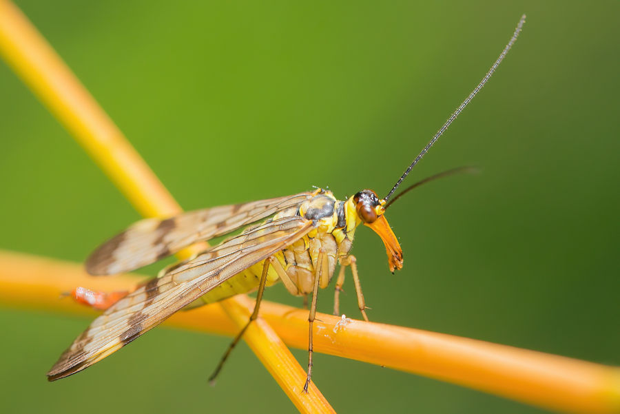 Skorpionsfliege