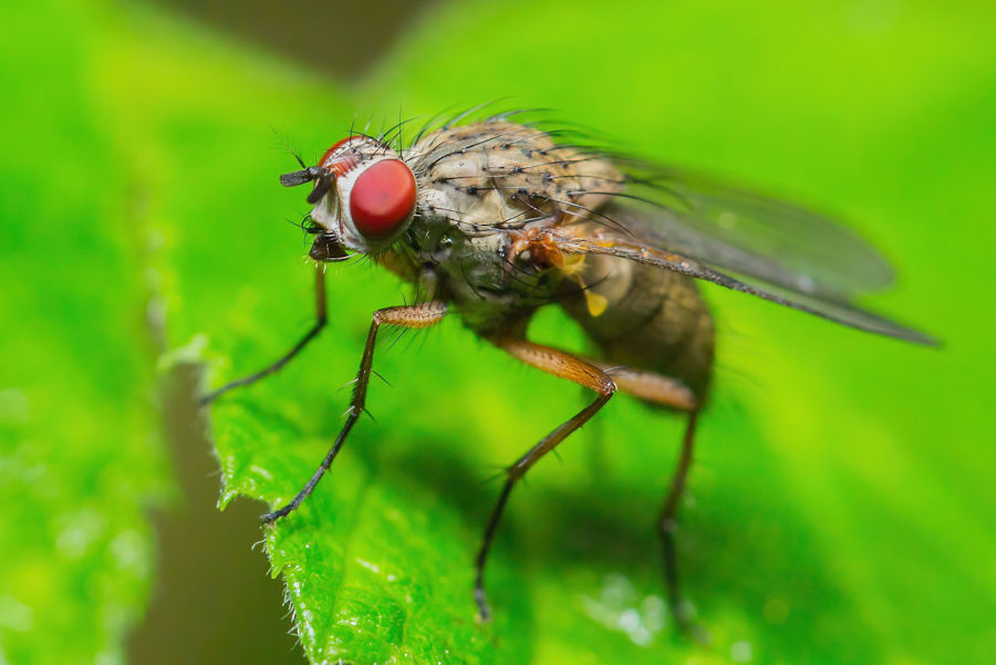 kleine Fliege