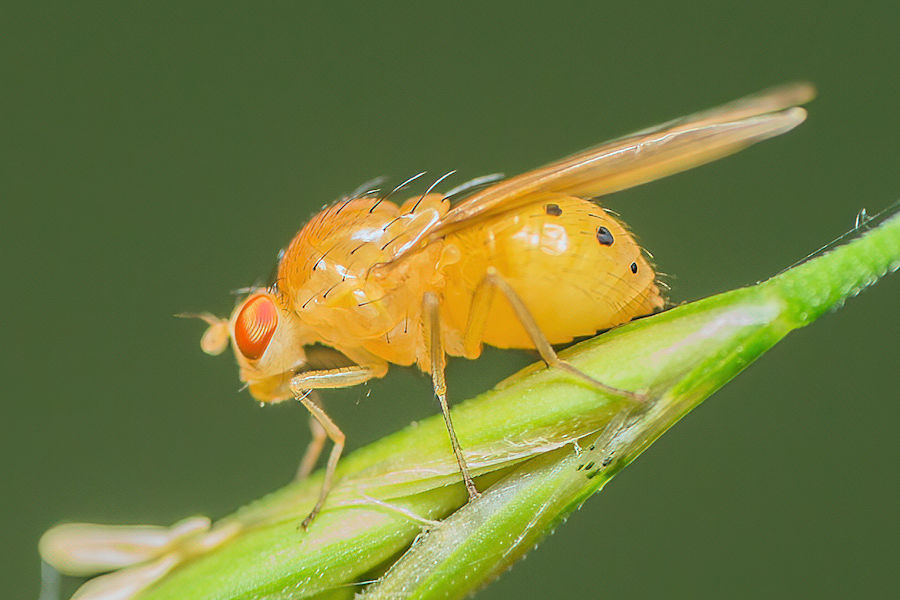 kleine Fliege