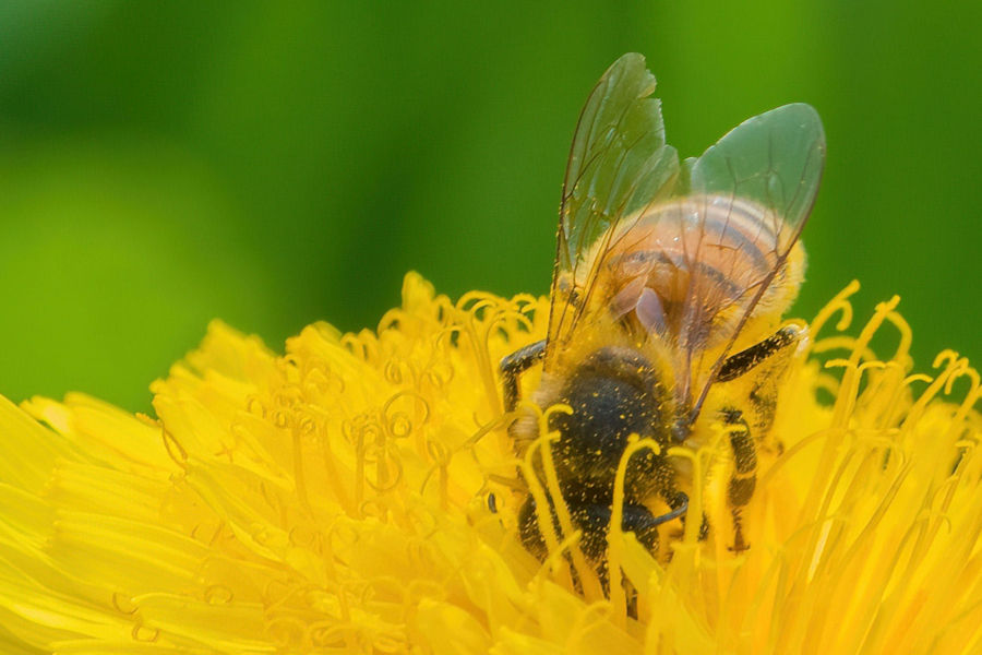 Biene auf einer Löwenzahnblüte