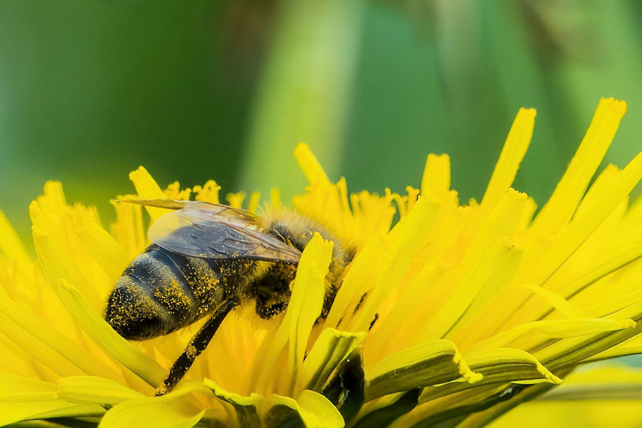 Biene auf einer Löwenzahnblüte