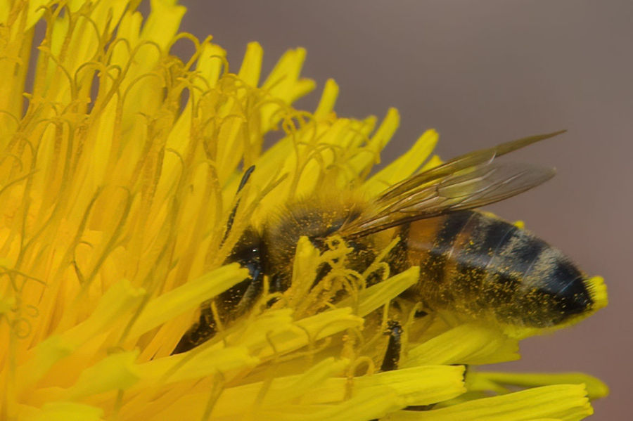 Biene auf einer Löwenzahnblüte