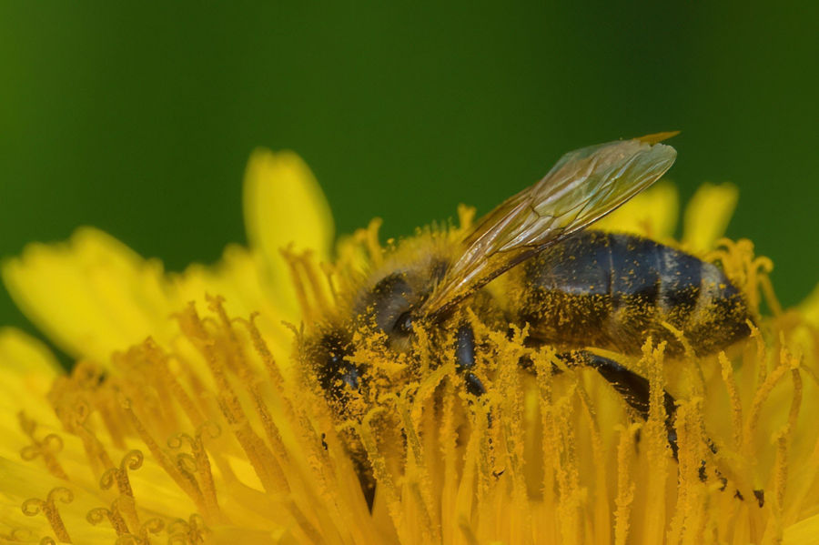 Biene auf einer Löwenzahnblüte