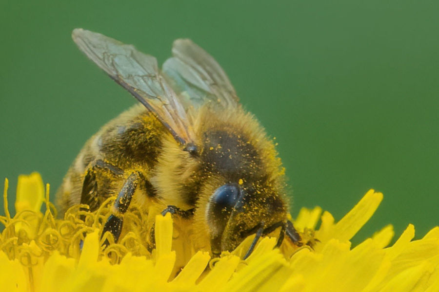 Biene auf einer Löwenzahnblüte