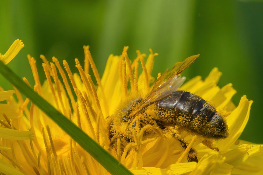 Biene auf einer Löwenzahnblüte