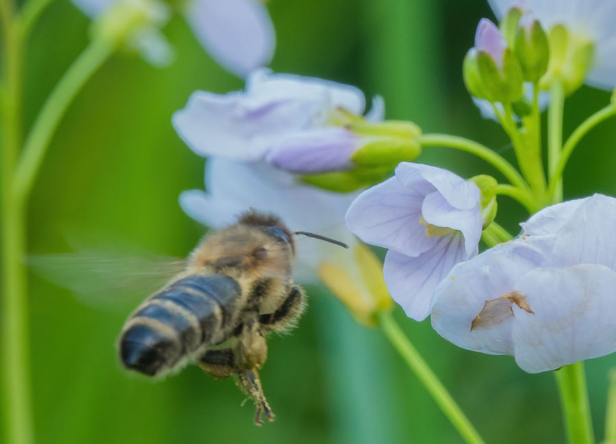 Biene im Anflug