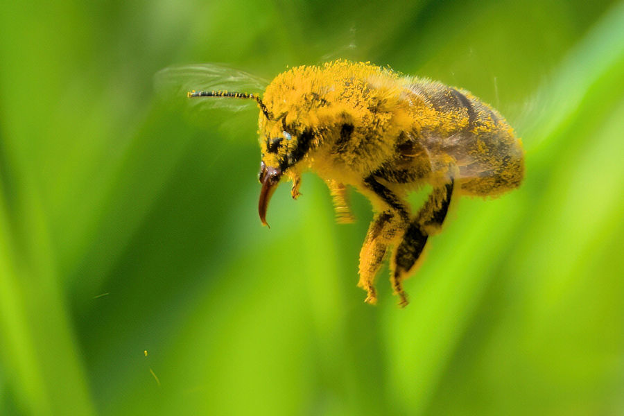 Biene im Flug
