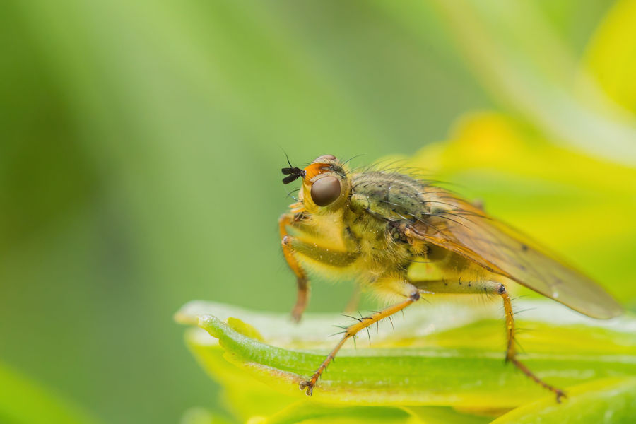 Fliege