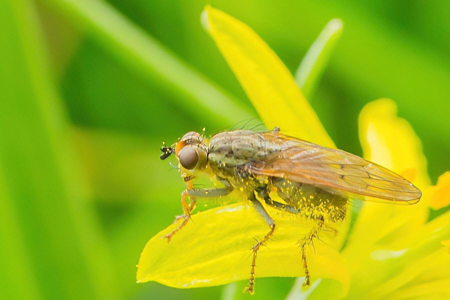 Fliege auf Scharbockskraut