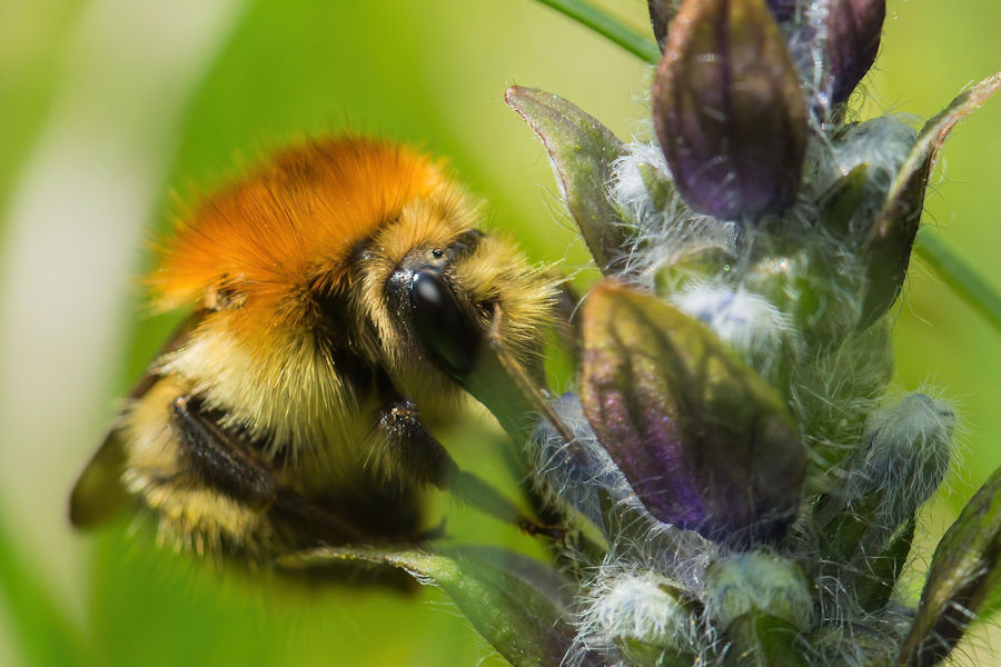 Hummel