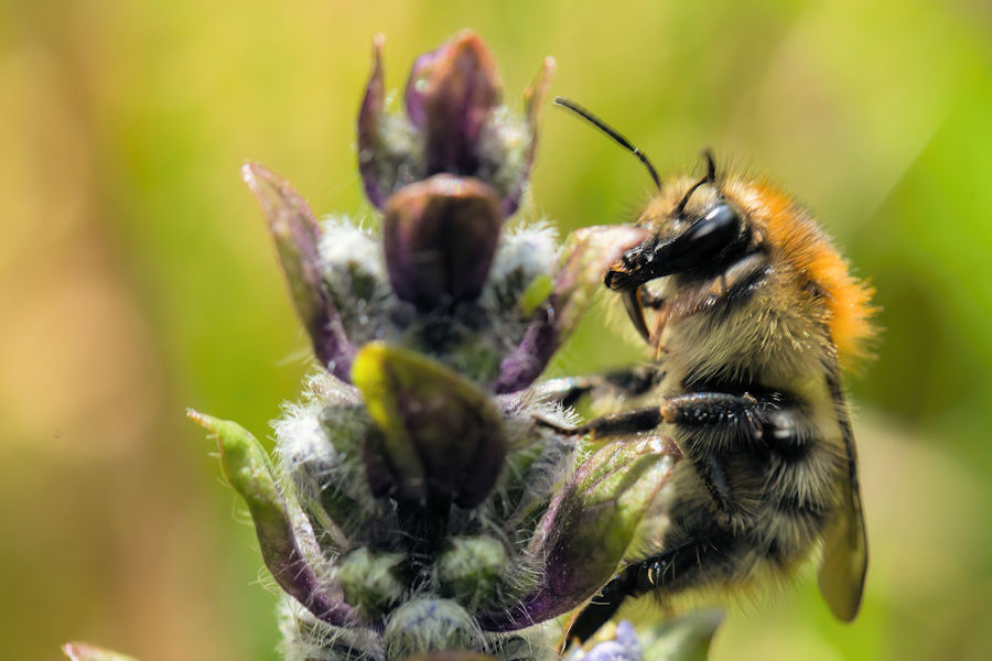 Hummel